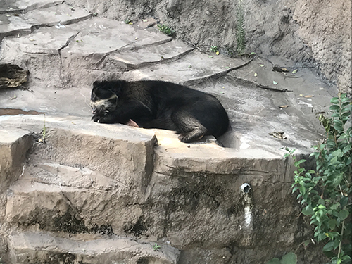 天王寺動物園スケッチ会開催！