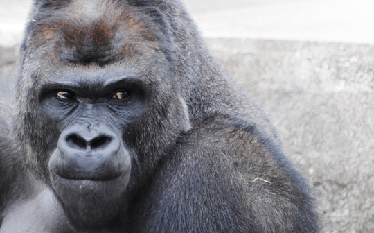 東山動植物園オフィシャルDVD「イケメンすぎるゴリラ。シャバーニ